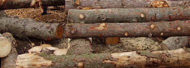 Transformation du bois