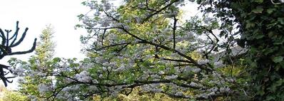 Werte, Umweltpolitik, Geschichte